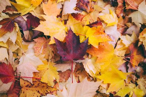 The Science Behind Fall Foliage Explained Trivia Genius
