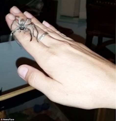Queensland Woman Picks Up A Huntsman Spider In Video Daily Mail Online