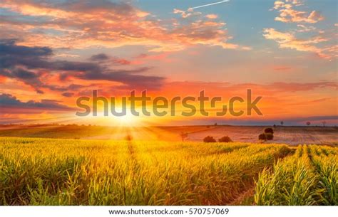 Sunrise Over Corn Field Stock Photo Edit Now 570757069