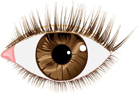 Eyebrow Png Transparent Images Pictures Photos Png Arts