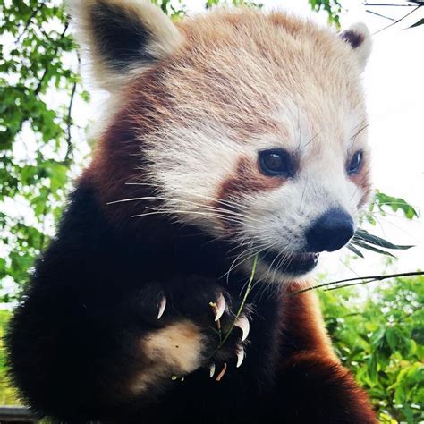 Did You Know That Red Pandas Have Fur Covering The Underside Of Their