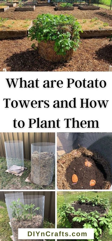 The Ultimate Guide To Potato Towers For A Great Potato Harvest
