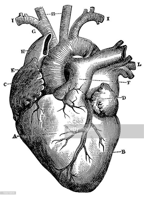 Perhaps you are also a nurse or someone fascinated by the human body. Engraving From 1872 Featuring A Human Heart. en 2020 ...