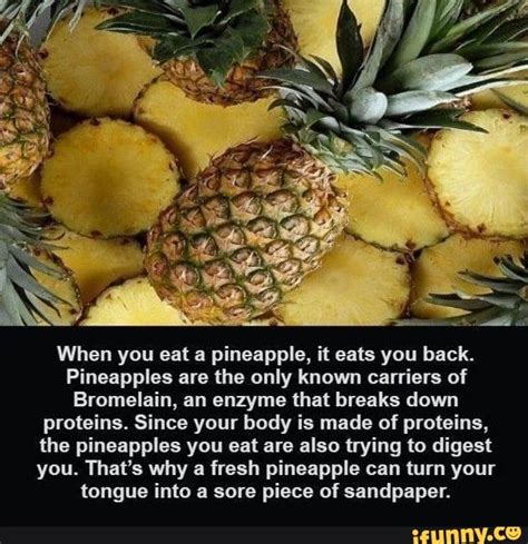 When You Eat Pineapple It Eats You Back Pineapples Are The Only Known