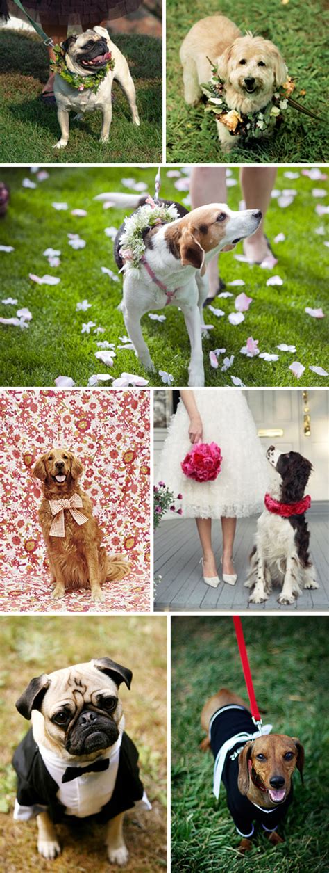 Including Your Loyal Best Furry Friend In Your Wedding