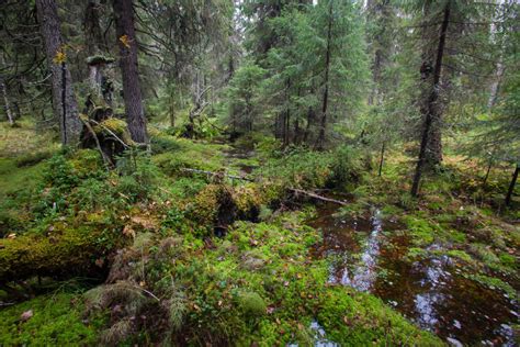 Will Russias Forests Be An Asset Or An Obstacle In Climate Fight