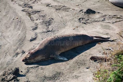 Elephant Seals Laying On The Beach Sunbathing In Usa Stock Photo