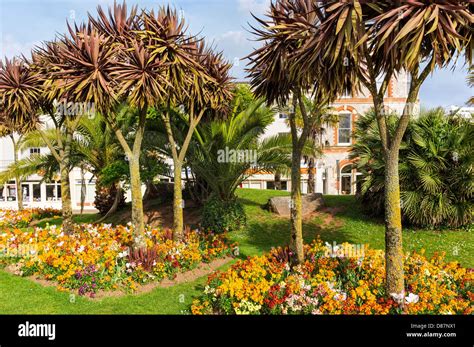 Palm Trees In Torquay Devon England Uk Stock Photo 56719209 Alamy