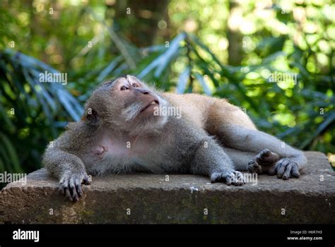 Little Monkey With Big Monkey Hi Res Stock Photography And Images Alamy