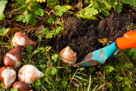 Eine allgemeine faustregel besagt, dass man eine blumenzwiebel zweimal so tief pflanzen soll. Blumenzwiebeln pflanzen » So machen Sie's richtig