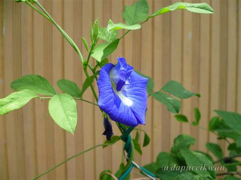 Walaupun ada nasi kerabu bewarna kuning, nasi kerabu warna biru adalah satu kemestian dan warna biru ini adalah dari warna bunga telang yang direndam sebagai pewarna. dapurCikWan: BUNGA NASI KERABU ATAU BUNGA TELANG