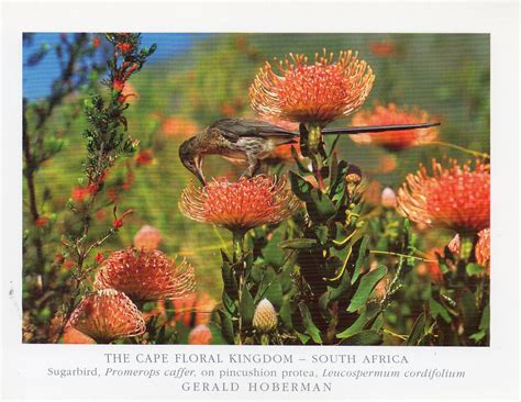Unesco Gforpcrossing South Africa Cape Floral Region Protected Areas