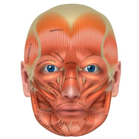 Músculos De La Expresión Facial Inserciones Acciones