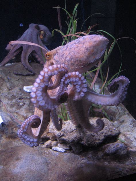 10 Fascinating Octopus Facts
