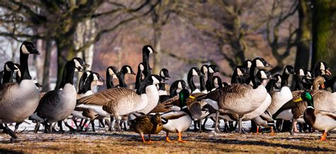 How to keep geese away. How to Keep Geese Away From Your Business | Bird Control