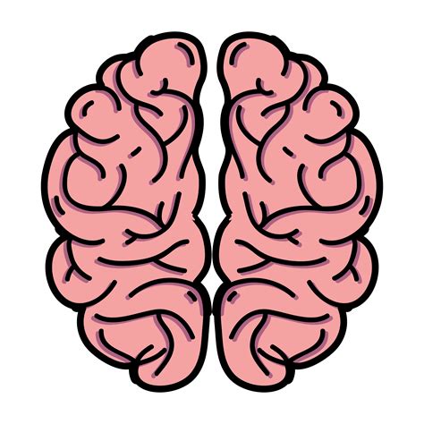 Human Brain Anatomy To Creative And Intellect 655590 Vector Art At Vecteezy