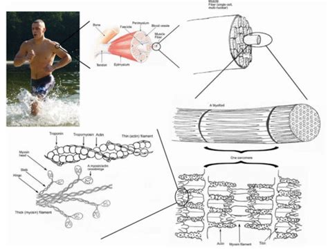 Preventing Age-Related Muscle Loss | Lower Extremity Review Magazine