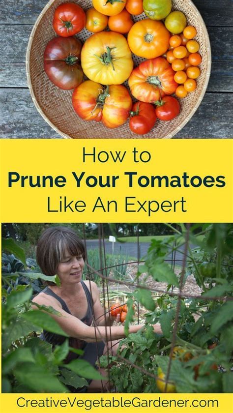 How To Prune Your Tomato Plants Like An Expert In 2020