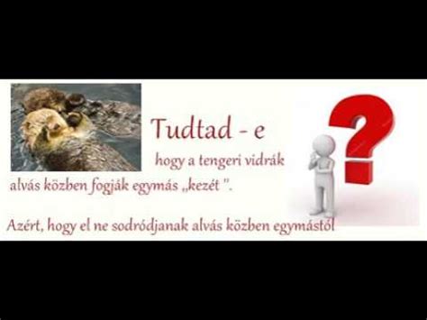 Tudtad Rdekess Gek Az Llatvil Gb L R Sz Youtube