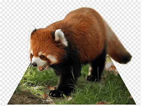 Giant Panda Red Panda Singalila National Park Raccoon Animal Pop Out
