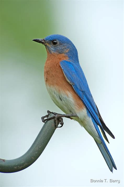 Bluebird Profile By Bonnie T Barry Redbubble