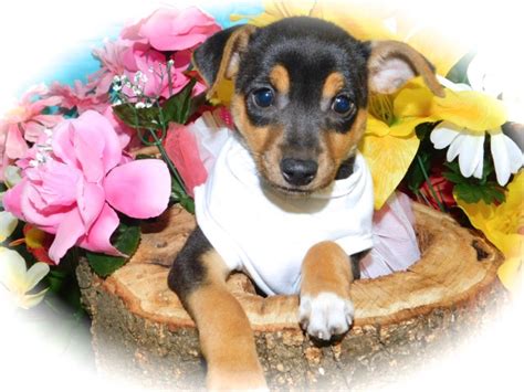 The jack russell was once used to bolt red and grey foxes, badgers, and groundhogs from their dens. Jack Russell Terrier puppy dog for sale in Hammond, Indiana