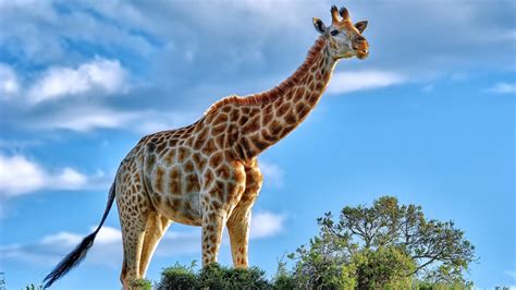 1280x720 Giraffe 720p Hd 4k Wallpapers Images Backgrounds Photos And