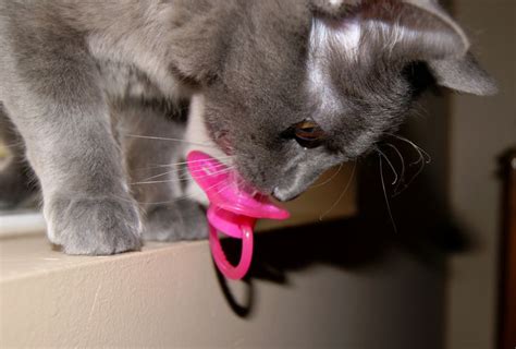 Baby Nebelung Kitten With A Pacifier Gatos Gatinhos