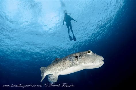 Buffer Fish And Diver Mergui Archipelago Spanish Dancer Grouper