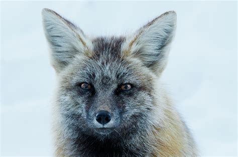 Rare Red Cascade Fox Photograph By James F Avery Pixels