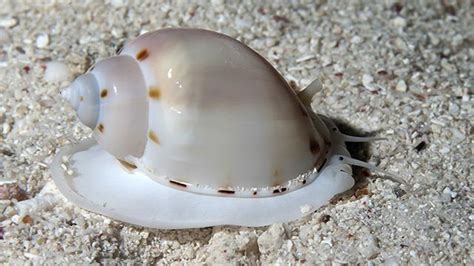Sea Snail Everything You Need To Know With Photos Videos