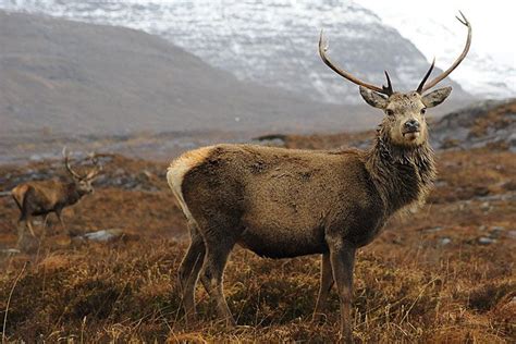 Torridon Deer Scottish Animals Scottish Highlands Scotland