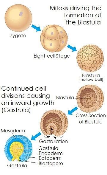 Masa sebelum kelahiran manusia atau masa embrio manusia dimulai dengan adanya fertilisasi (pembuahan) ovum yang dilakukan oleh sel sperma. jelaskan secara berurutan fase/tahapan perkembangan fase ...