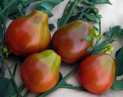 The species originated in western south america and central america. Japanese Black Trifele Tomato, 0.16 g : Southern Exposure ...