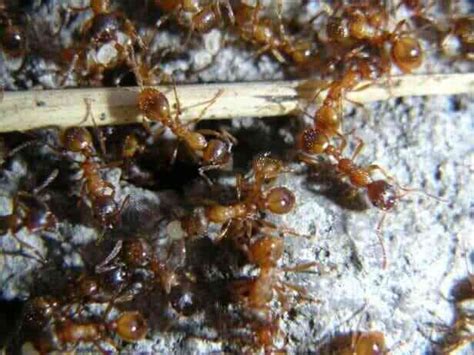 Krone.tv hat sich umgehört und die. Ameisenbekämpfung - Kammerjäger München - 24 Stunden ...