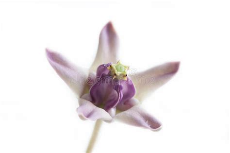 La foto del mazzo di fiori che trovate sul nostro sito si riferisce sempre ad una composizione base. Fiore Della Corona, Milkweed Indiano Gigante, Swallowwort Gigantesco Fotografia Stock - Immagine ...