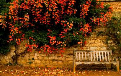 Herbst Autumn Bench Nature Fall Early Tree