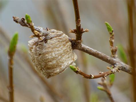 What Do Praying Mantis Egg Sacs Look Like And When Do