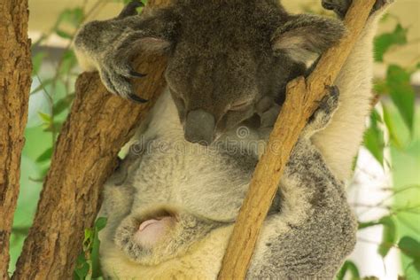 Pregnant Female Australian Koala Giving Birth Stock Image Image Of