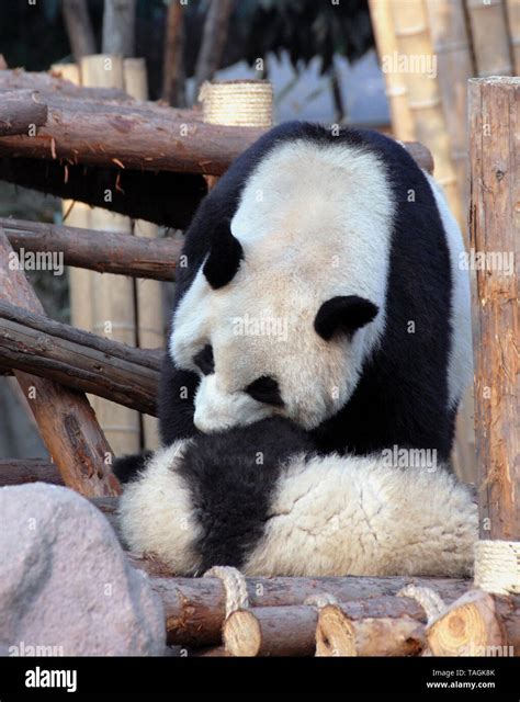 Panda Mother And Cub At Chengdu Panda Reserve Chengdu Research Base Of