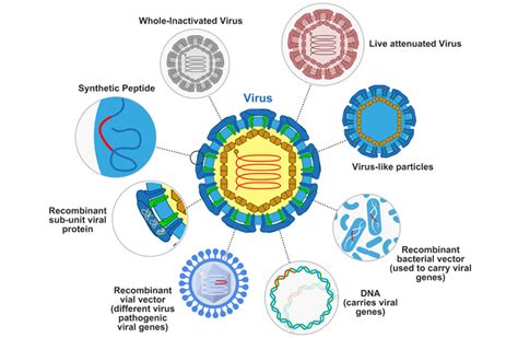 The different types of vaccines. Recombinant Vaccine