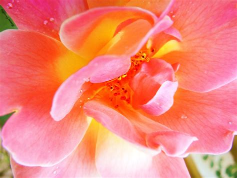🔥 Download Wallpaper Pink Flower With Water Drops Hd Desktop By