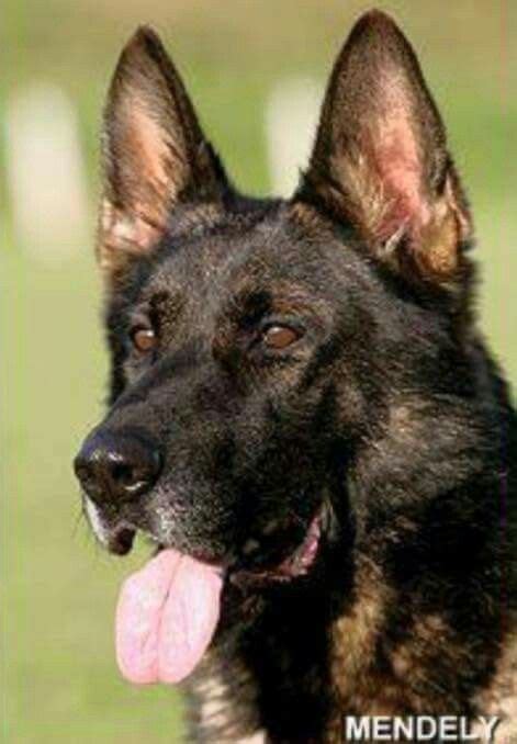 Pin De Eyal Salomon Em German Shepard Dogs