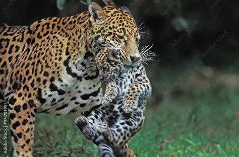 Jaguar Panthera Onca Mother Carrying Cub In Its Mouth Stock Photo