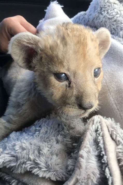 Cute Tiny Female Lion Cub Found In French Garage