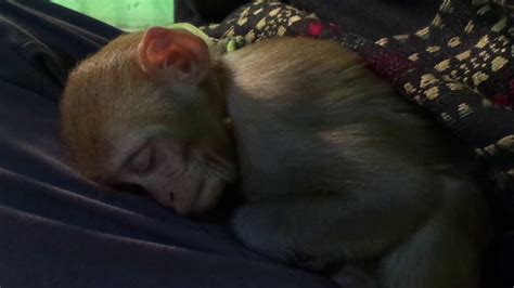 Baby Monkey Sleeping Happily And Peacefully Youtube