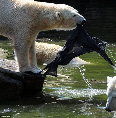 Pictured Shocking Moment Polar Bear Attacks Woman Who Climbed Into Zoo