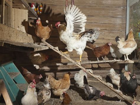 The Complete Guide To Chicken Roosts Chickens And More