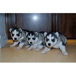 There are one female and one male ready for their new home. MN: sweet Siberian Husky Puppies For Adoption