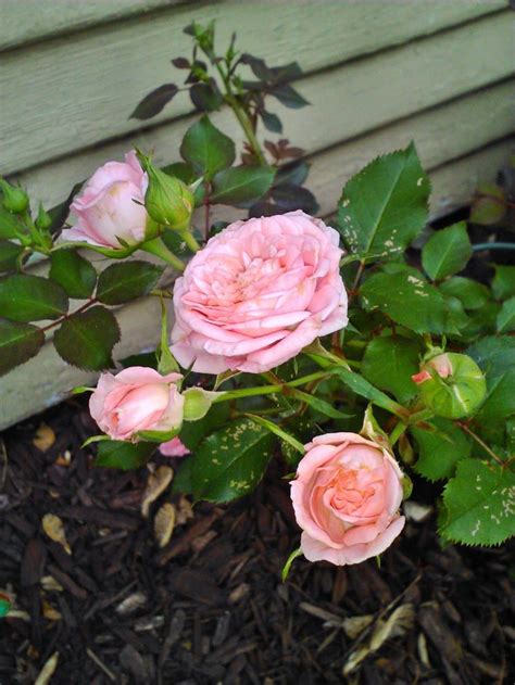 Miniature Rose Bush I Planted In Memory Of My Dad Is Blooming Like Mad